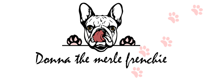 Donna the merle frenchie
